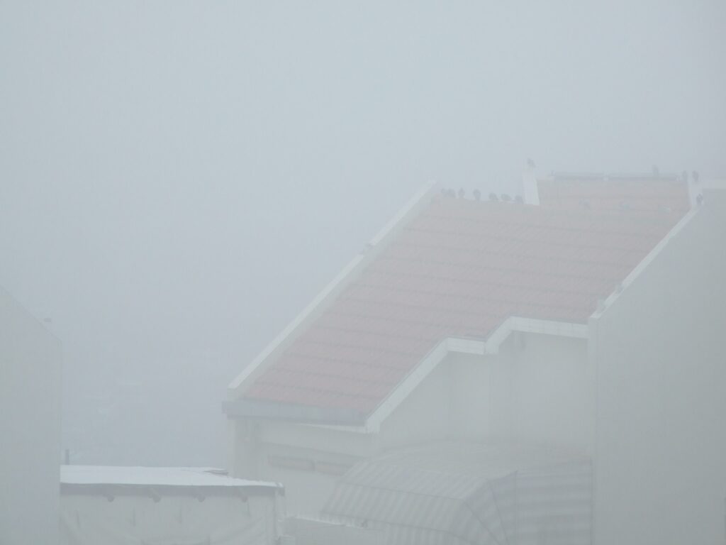 יוני הבית ממתינות להתפזרות הערפל (צילום: אריאל צבל)