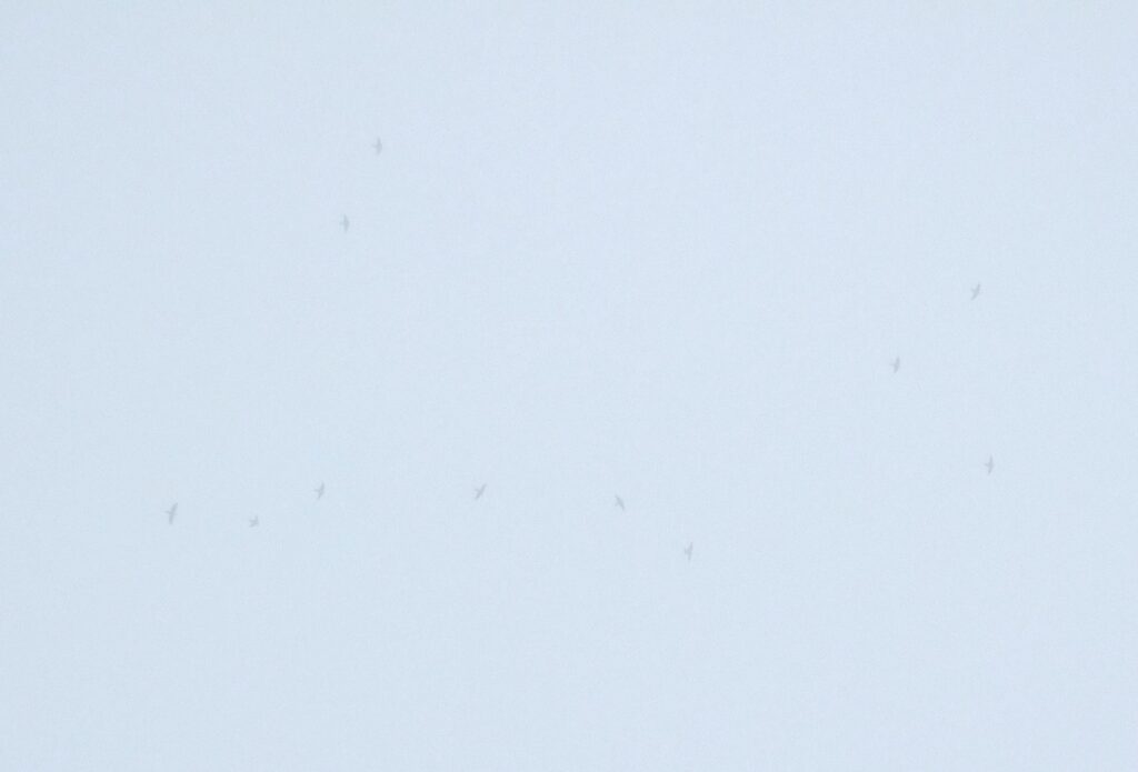 סנוניות הרפתות עפות בלי לצוד מבעד למסך של טיפות זעירות (צילום: אריאל צבל)